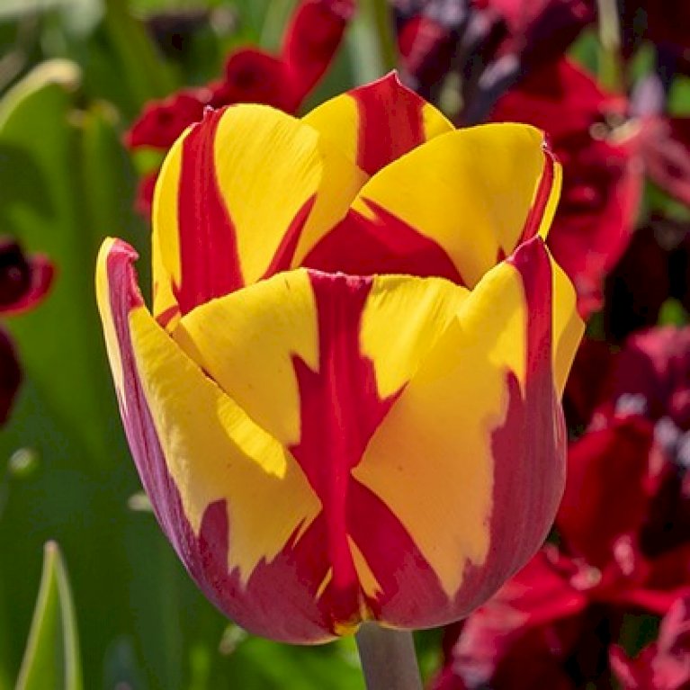 Tulipan 'Helmar' Storkøb