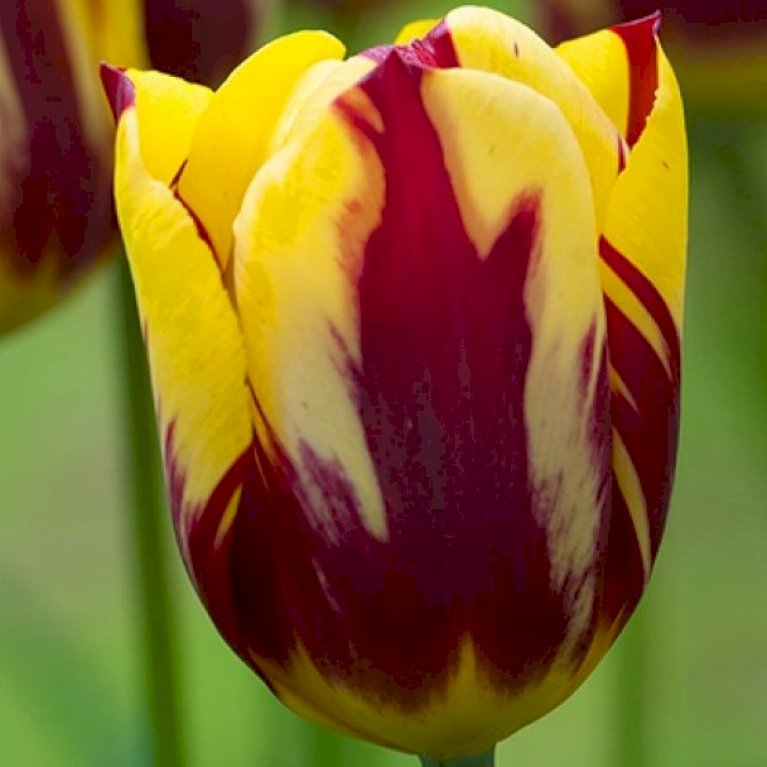 Tulipan 'Helmar' Storkøb