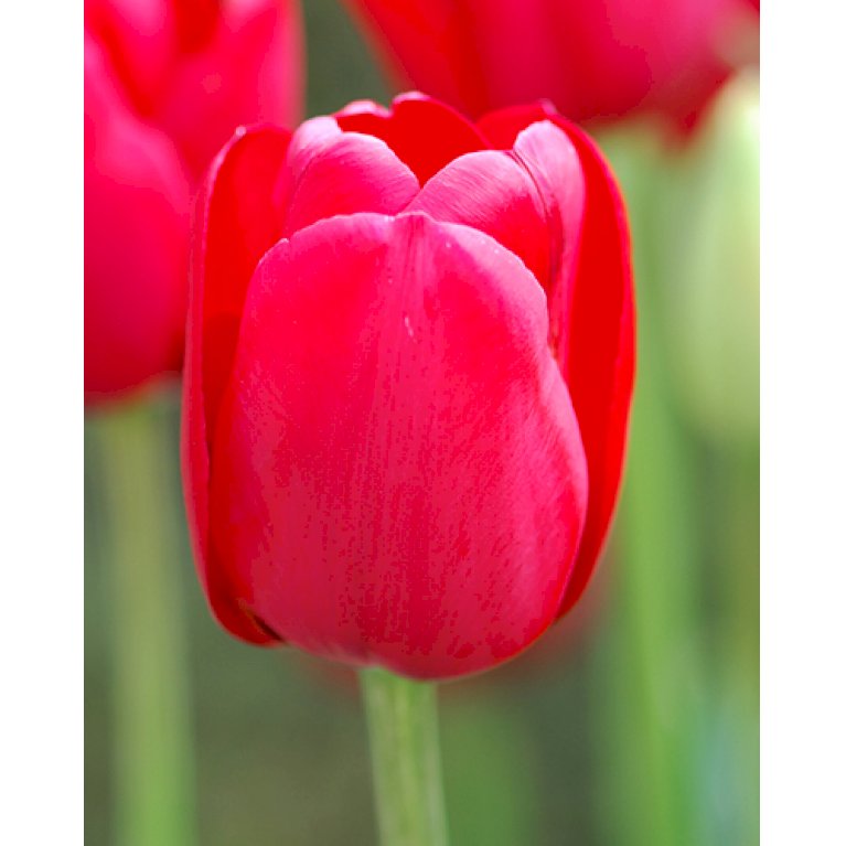 Tulipan 'Ile De France' Storkøb