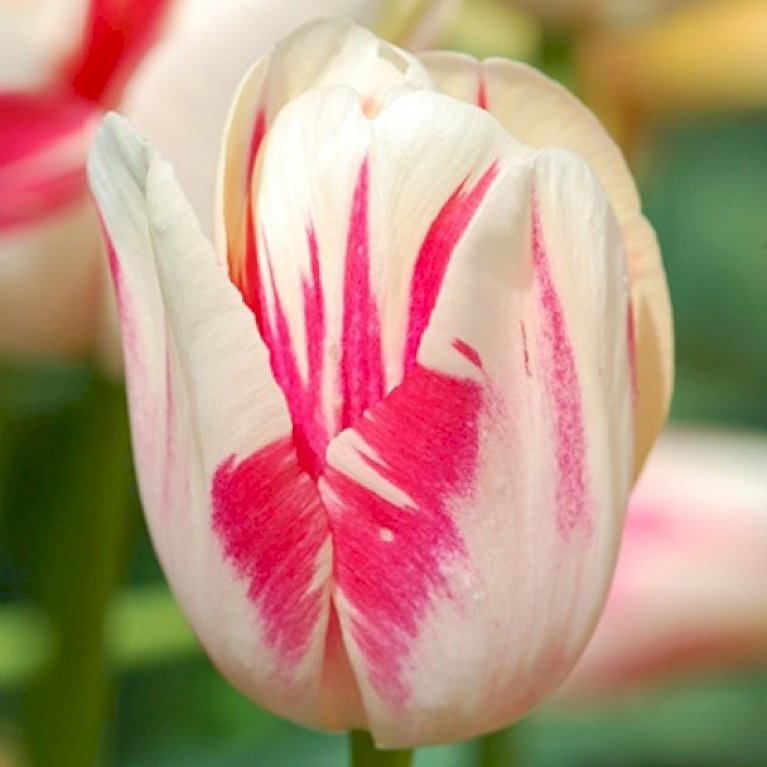 Tulipan 'Sorbet' Storkøb