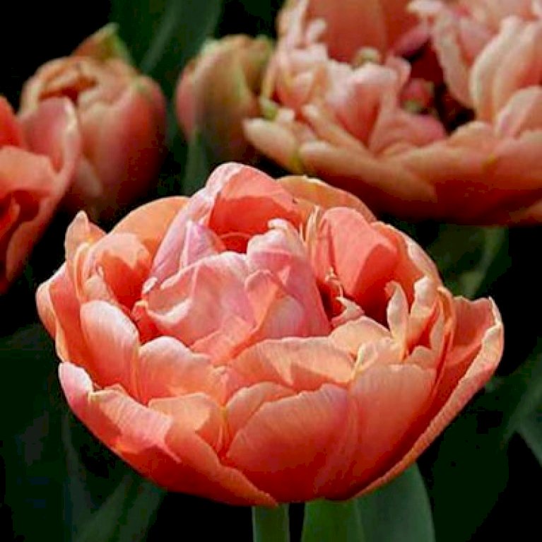 Tulipan 'Copper Image' Storkøb
