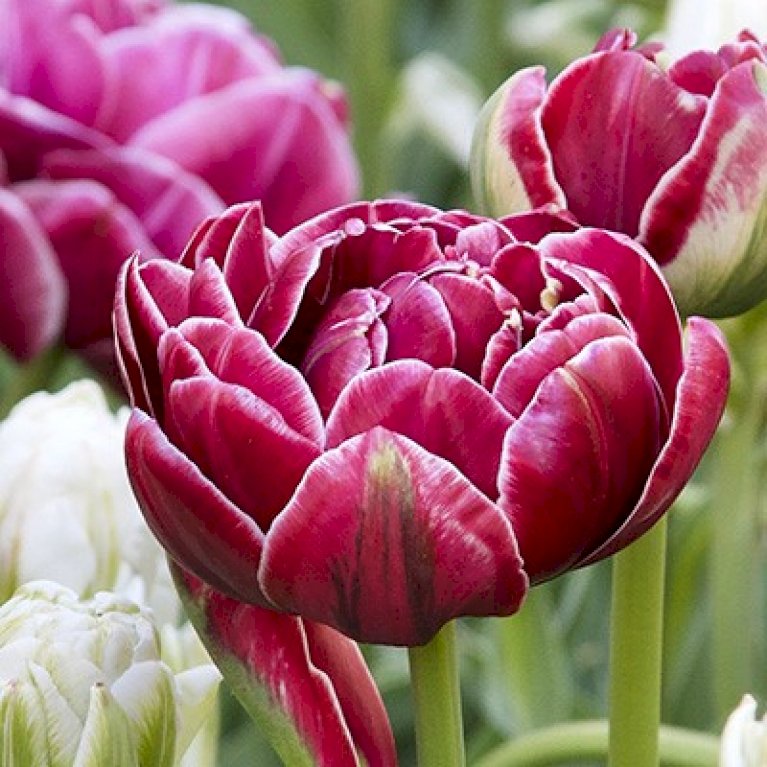 Tulipan 'Dream Touch' Storkøb