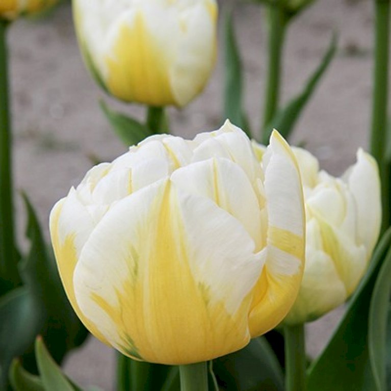 Tulipan 'Flaming Evita' Storkøb