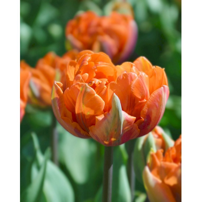 Tulipan 'Orange Princess' Storkøb