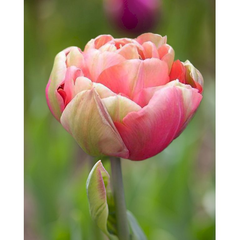 Tulipan 'Renown Unique' Storkøb