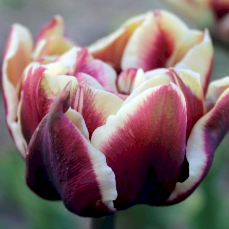 Tulipan 'Wyndham' Storkøb