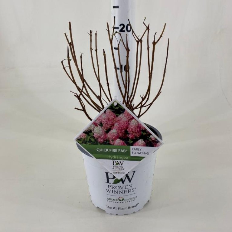 Syrénhortensia 'Quick Fire Fab' PW