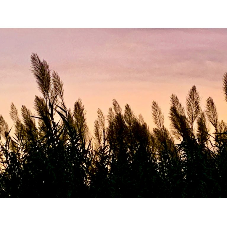 Tagrør