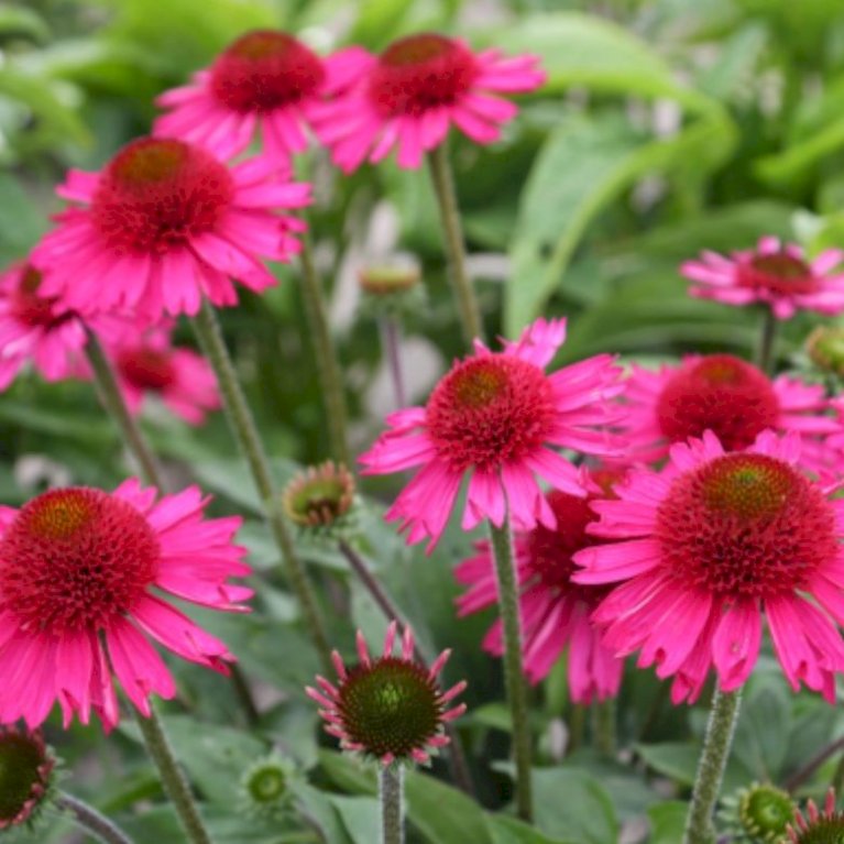 Purpursolhat 'Delicious Candy'