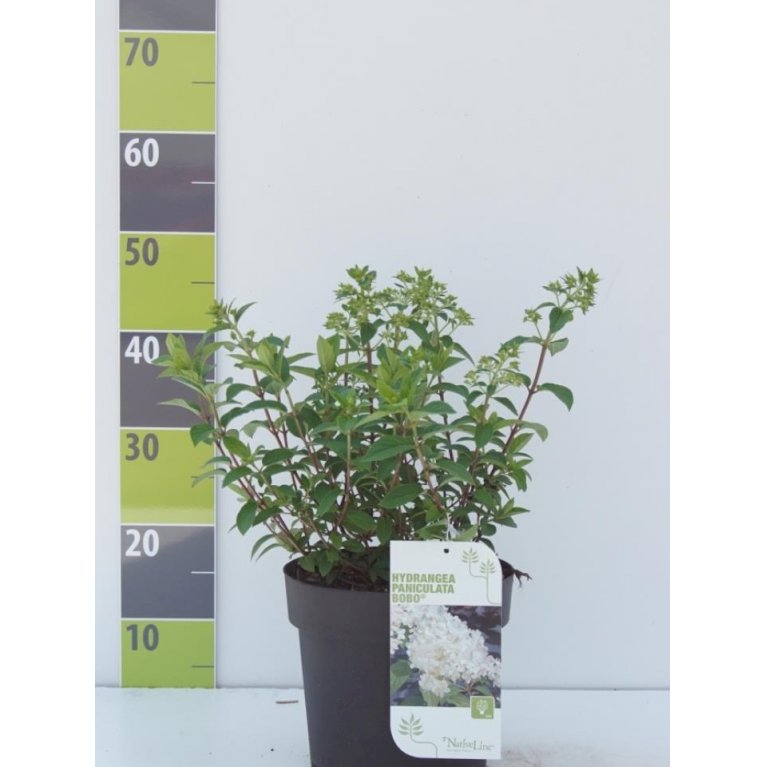 Kompakt Syrén-Hortensia 'Bobo'