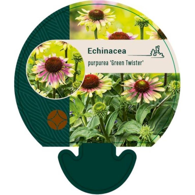 Purpursolhat 'Green Twister'