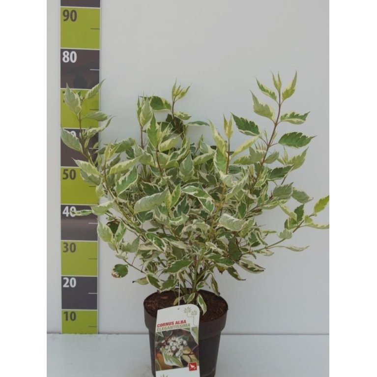 Hvidbroget kornel 'Elegantissima'