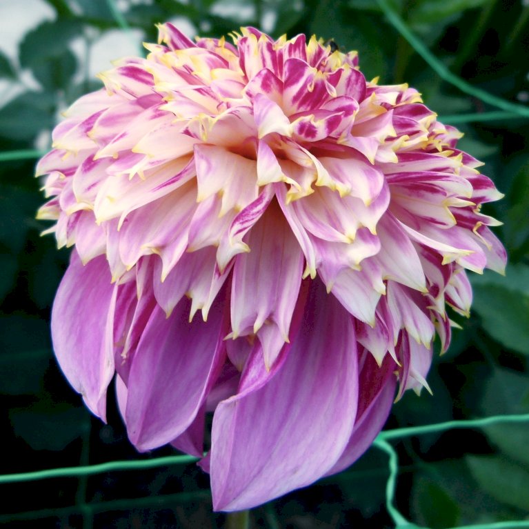 Dahlia Labyrinth Twotone
