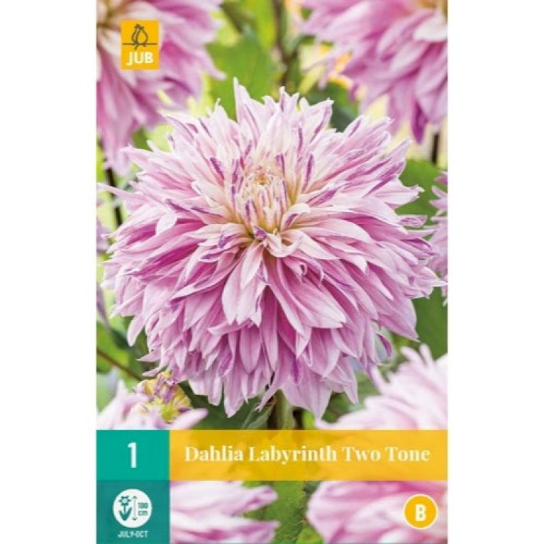 Dahlia Labyrinth Twotone