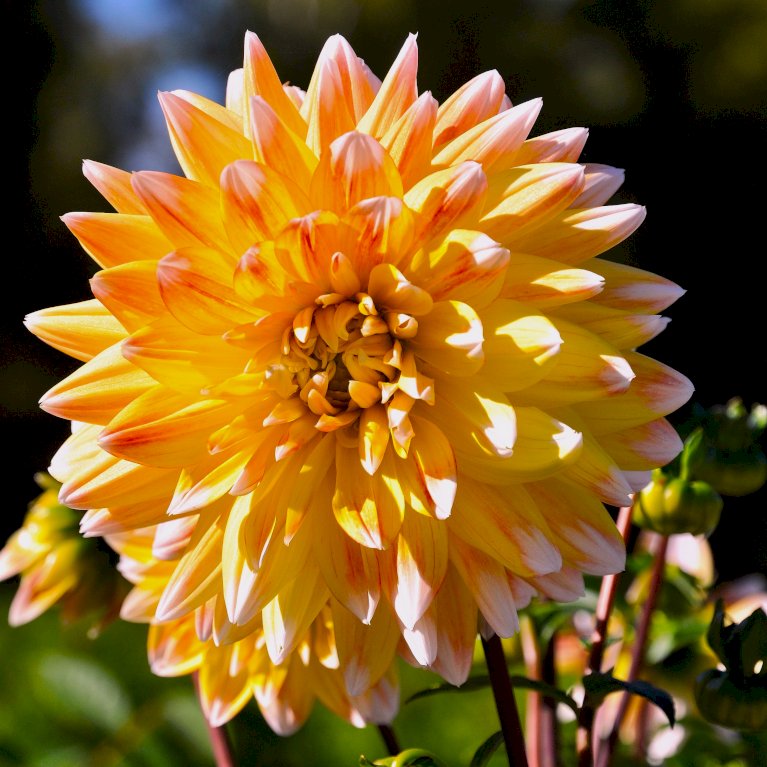 Dahlia 'Orange Perception'