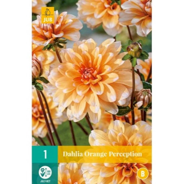 Dahlia 'Orange Perception'