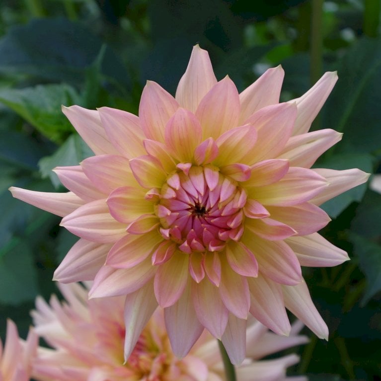 Dahlia 'Break Out'