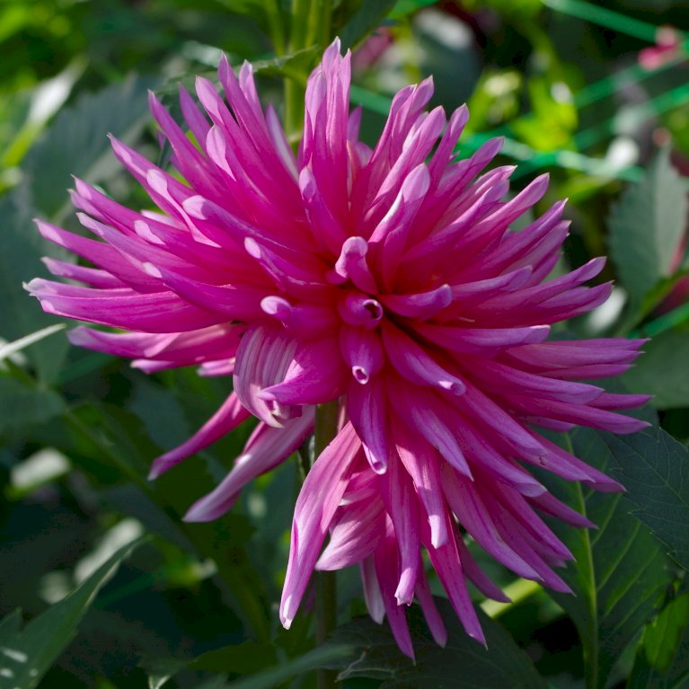 Dahlia 'Purple Gem'