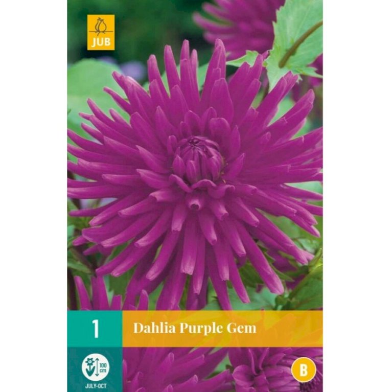 Dahlia 'Purple Gem'