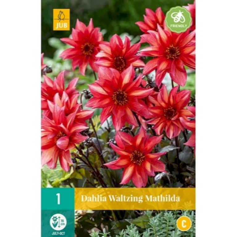 Dahlia Waltzing Mathilda