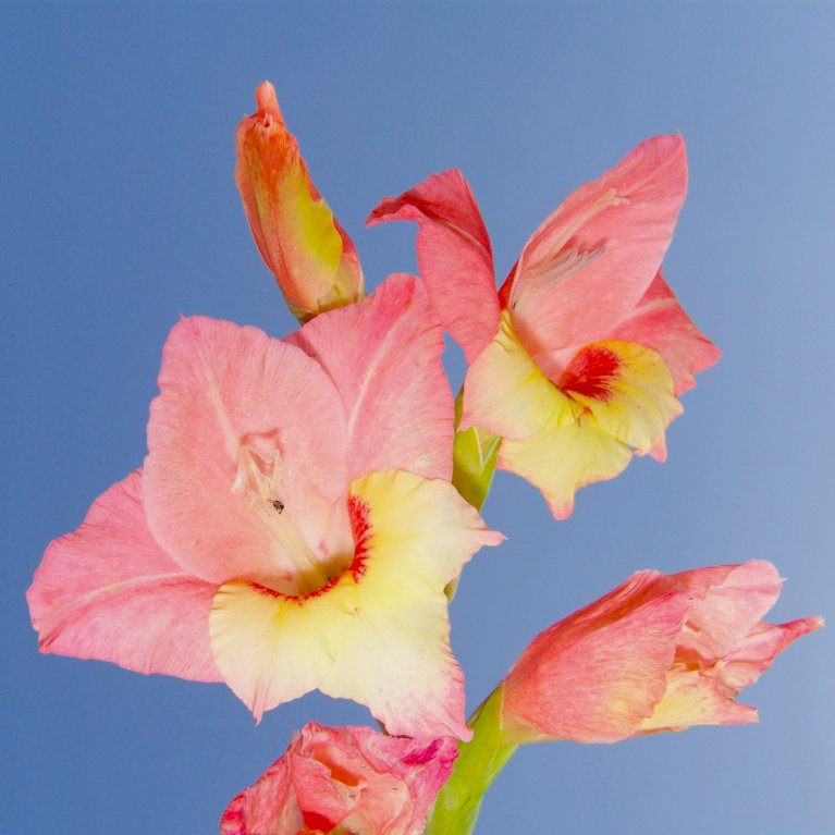 Gladiolus 'Sapporo'
