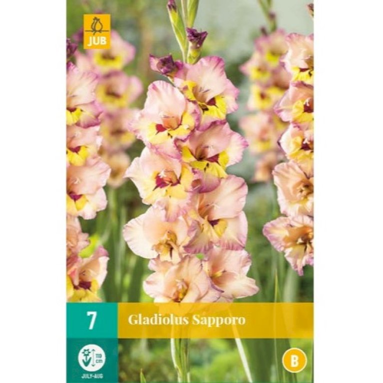 Gladiolus 'Sapporo'