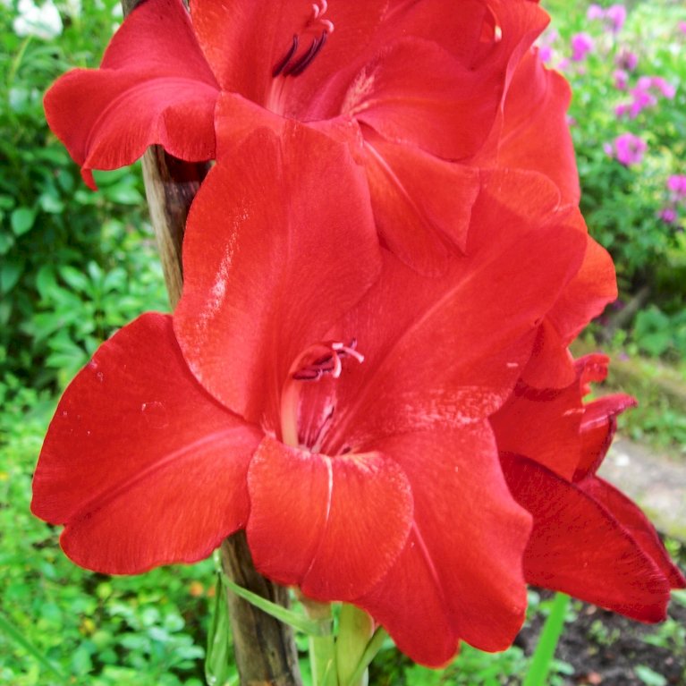 Gladiolus 'Atom'