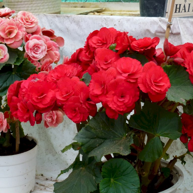 Begonia Dubbel / Double Mix