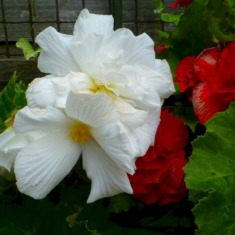 Begonia Dubbel / Double Mix