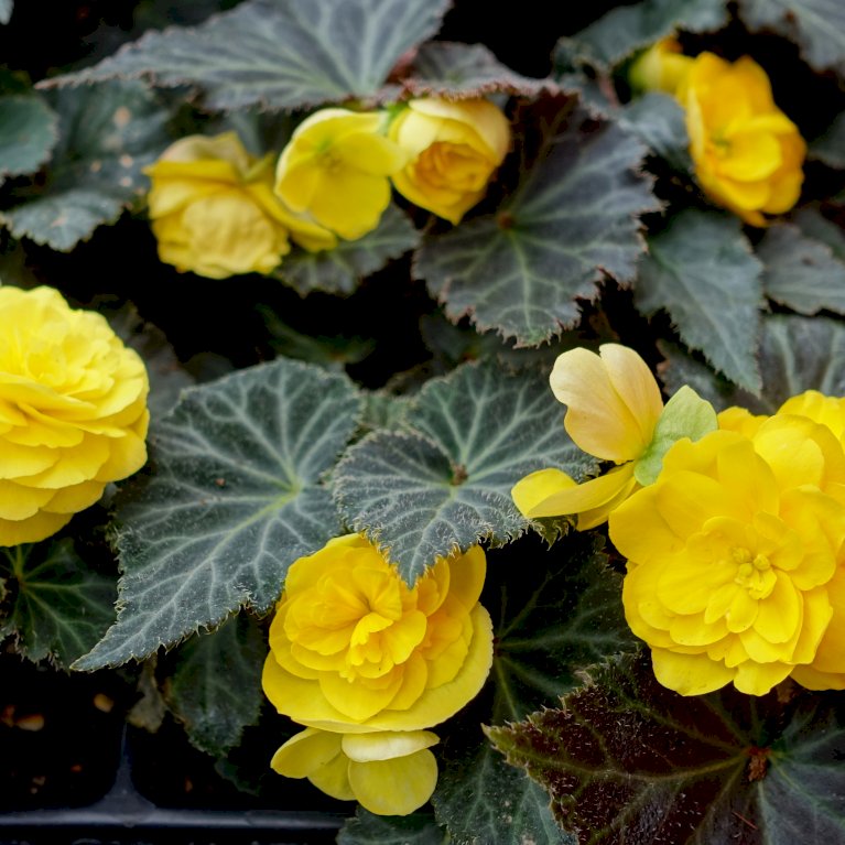 Begonia Dubbel / Double Mix