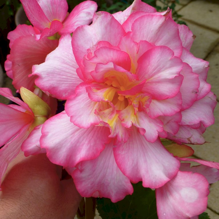 Begonia 'Florance'