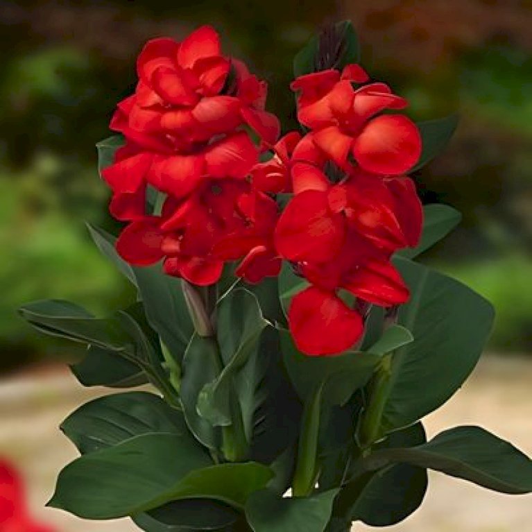 Kanna 'Happy Carmen'
