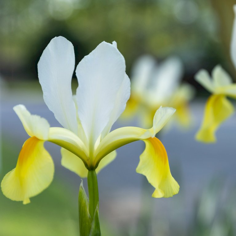 Hollandsk Iris 'Symhony'