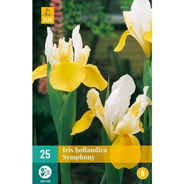 Hollandsk Iris 'Symhony'