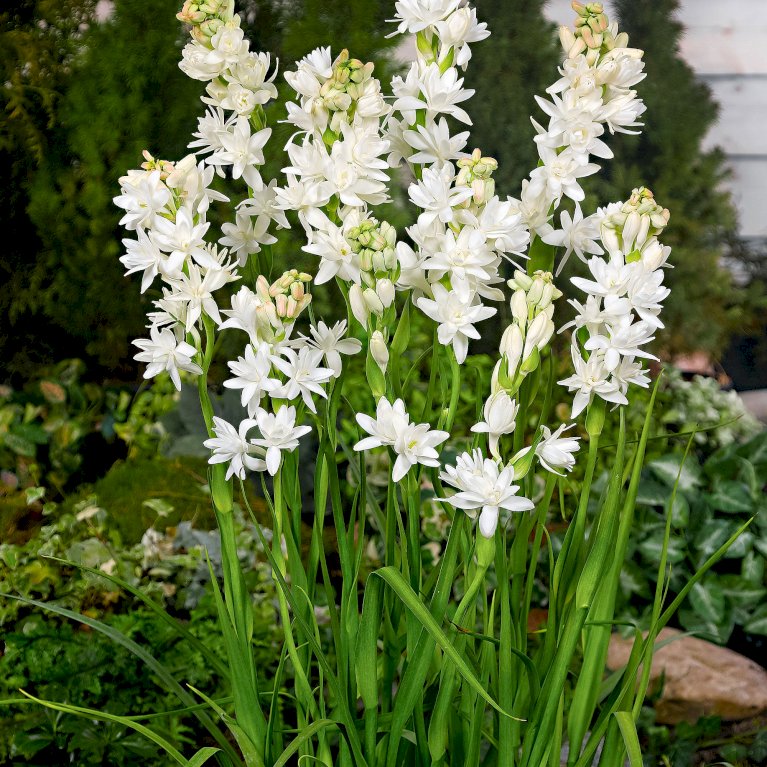 Tuberose 'The Pearl'