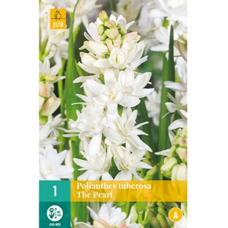 Tuberose 'The Pearl'
