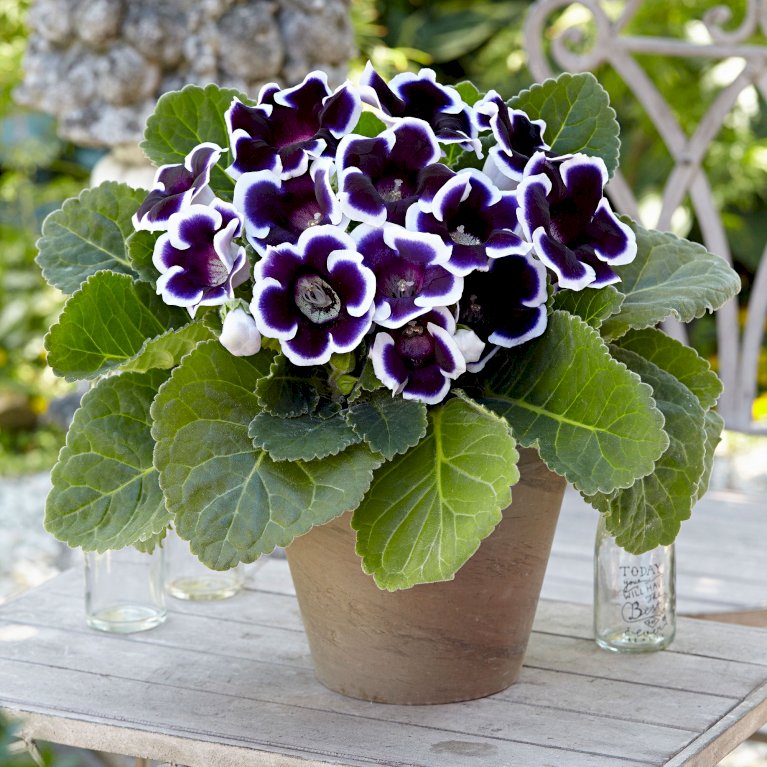 Gloksinia 'Kaiser Wilhelm'