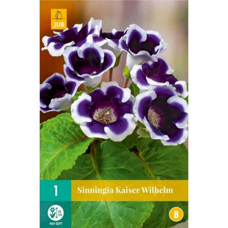 Gloksinia 'Kaiser Wilhelm'