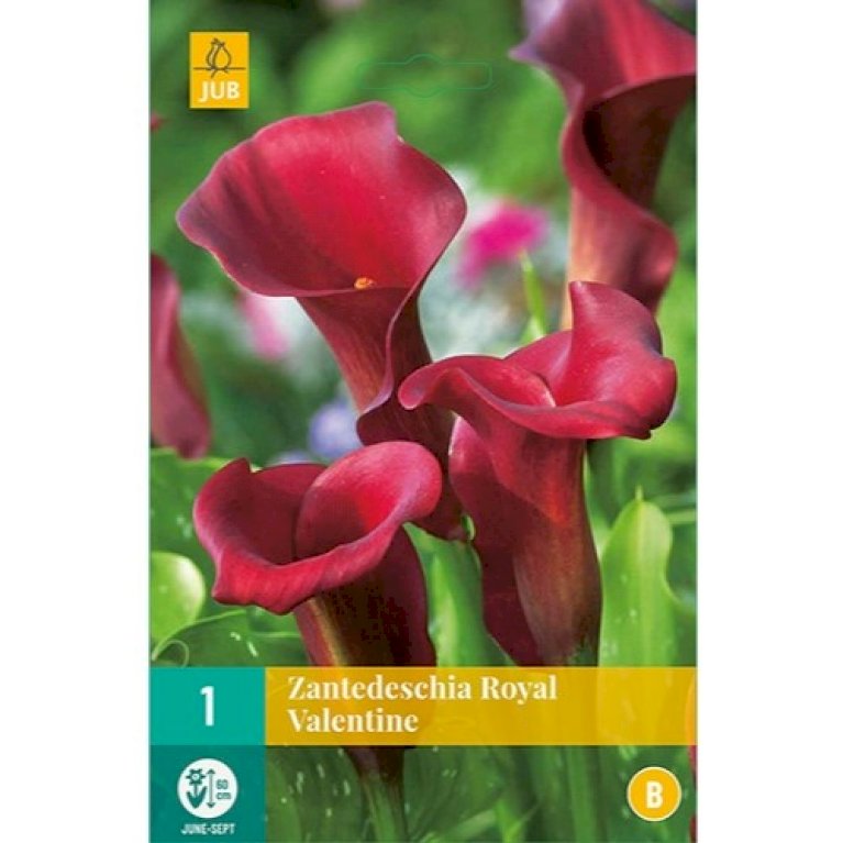 Kalla 'Royal Valentine' - Blomsterløg - Plantetorvet.dk