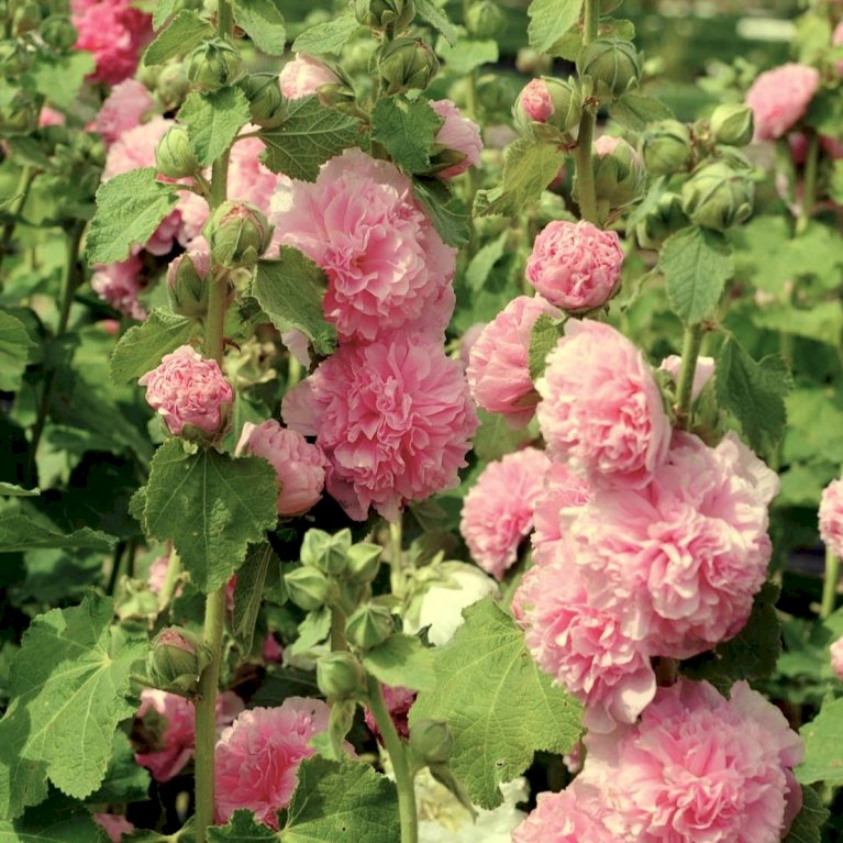 Stokrose 'Peaches 'n Dreams'