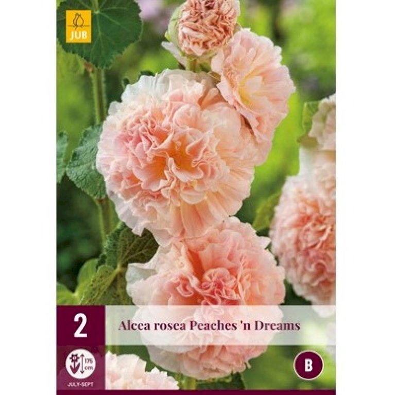 Stokrose 'Peaches 'n Dreams'