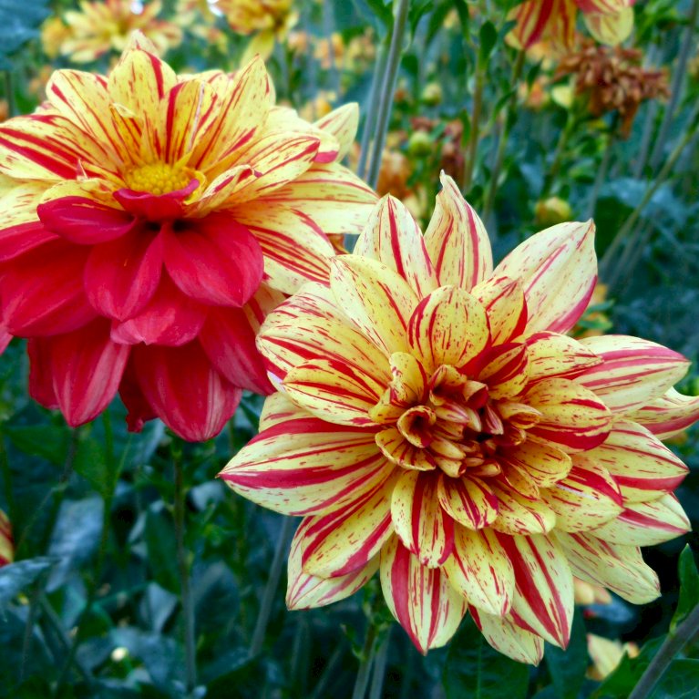 Dahlia 'Cambridge' XXL