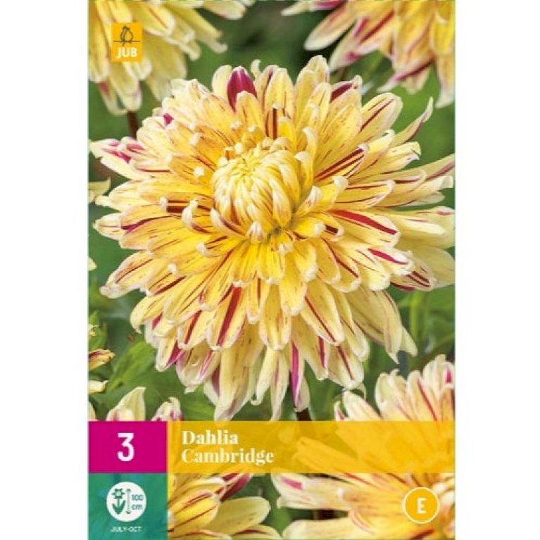 Dahlia 'Cambridge' XXL