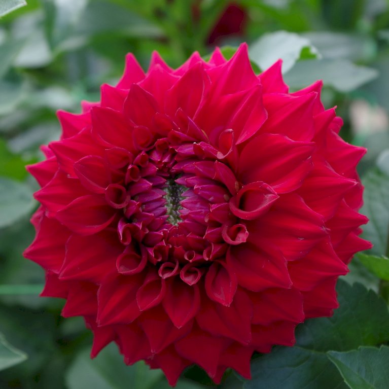 Dahlia 'Deco Border Red' XXL