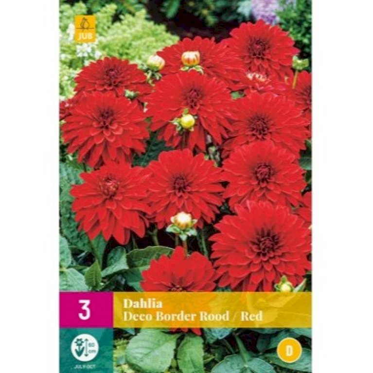 Dahlia 'Deco Border Red' XXL