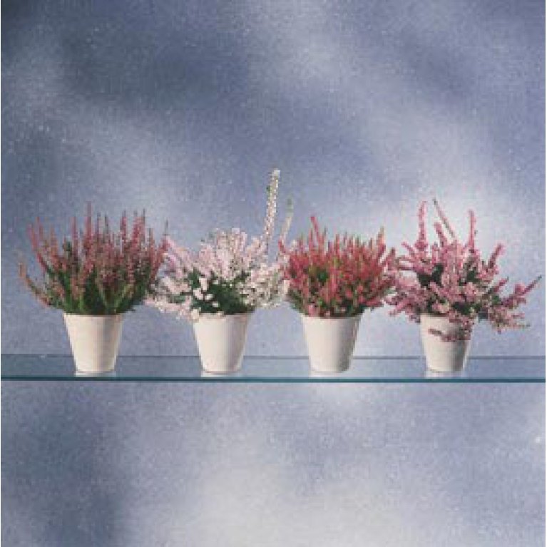 Efterårslyng  - 'Garden Girls'