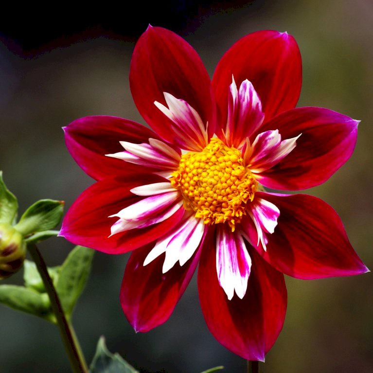 Dahlia 'Favourite Ballet' XXL
