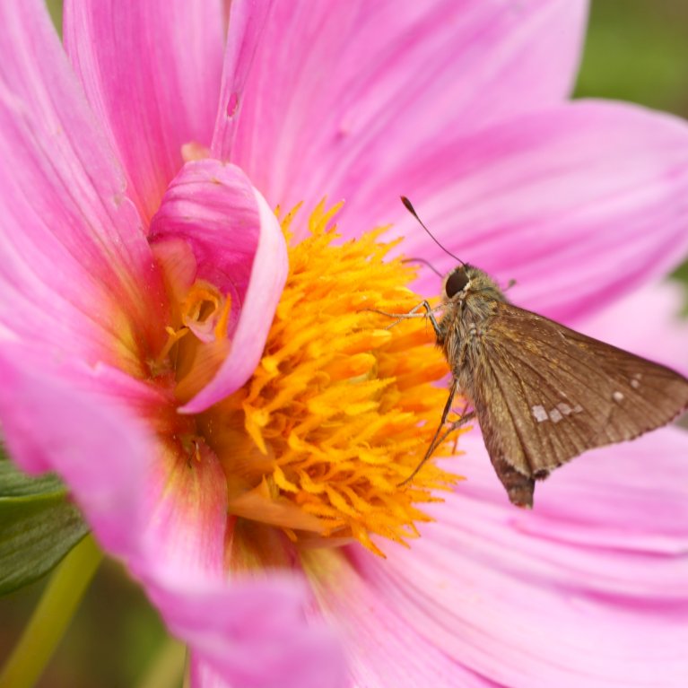 Dahlia 'Favourite Ballet' XXL