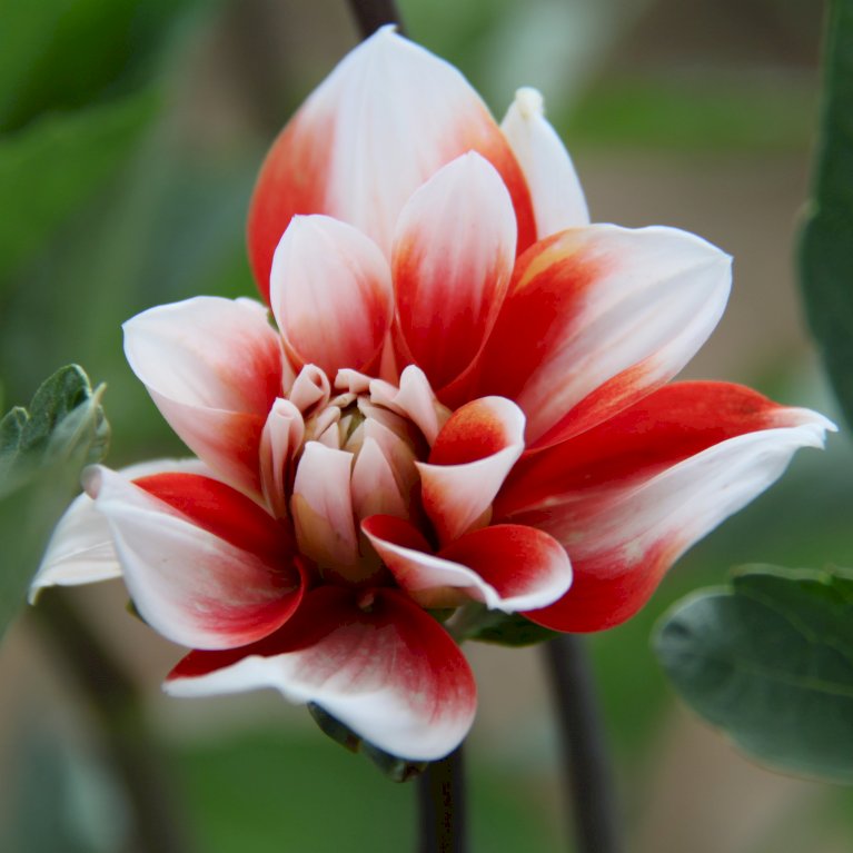 Dahlia 'Favourite Ballet' XXL