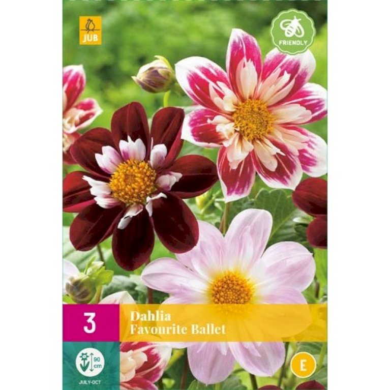 Dahlia 'Favourite Ballet' XXL